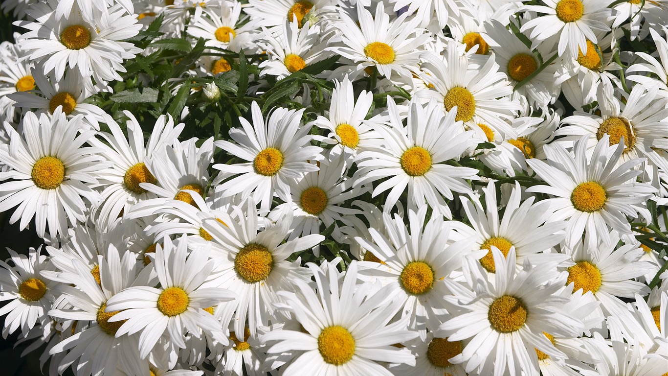 超大鮮花特寫 壁紙(三) #8 - 1366x768