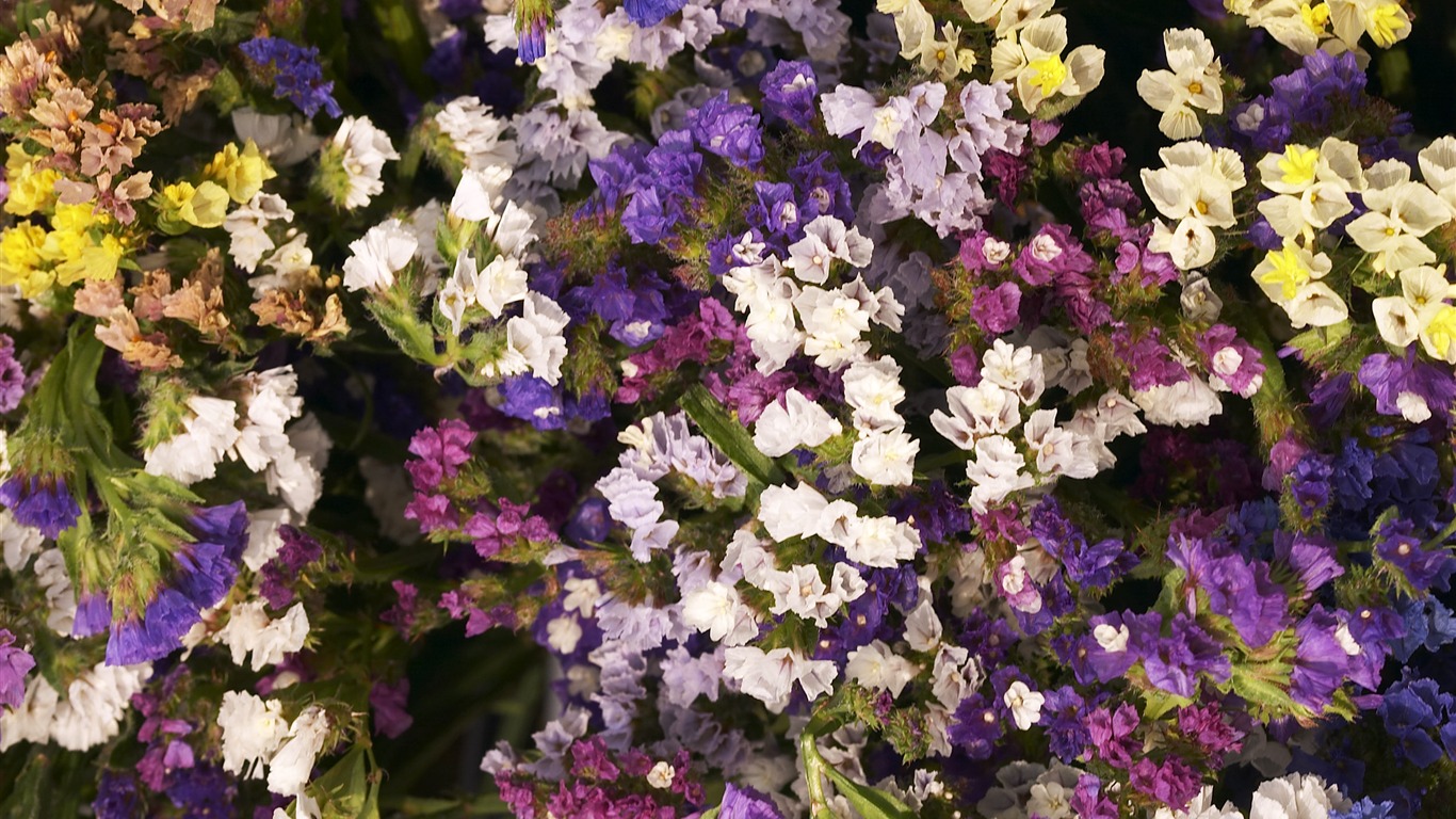 超大鮮花特寫 壁紙(三) #11 - 1366x768