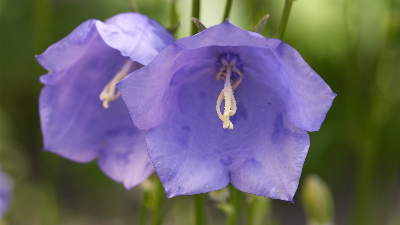 超大鲜花特写 壁纸(三)13 - 1366x768