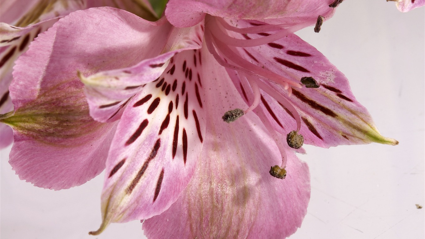 超大鲜花特写 壁纸(三)16 - 1366x768