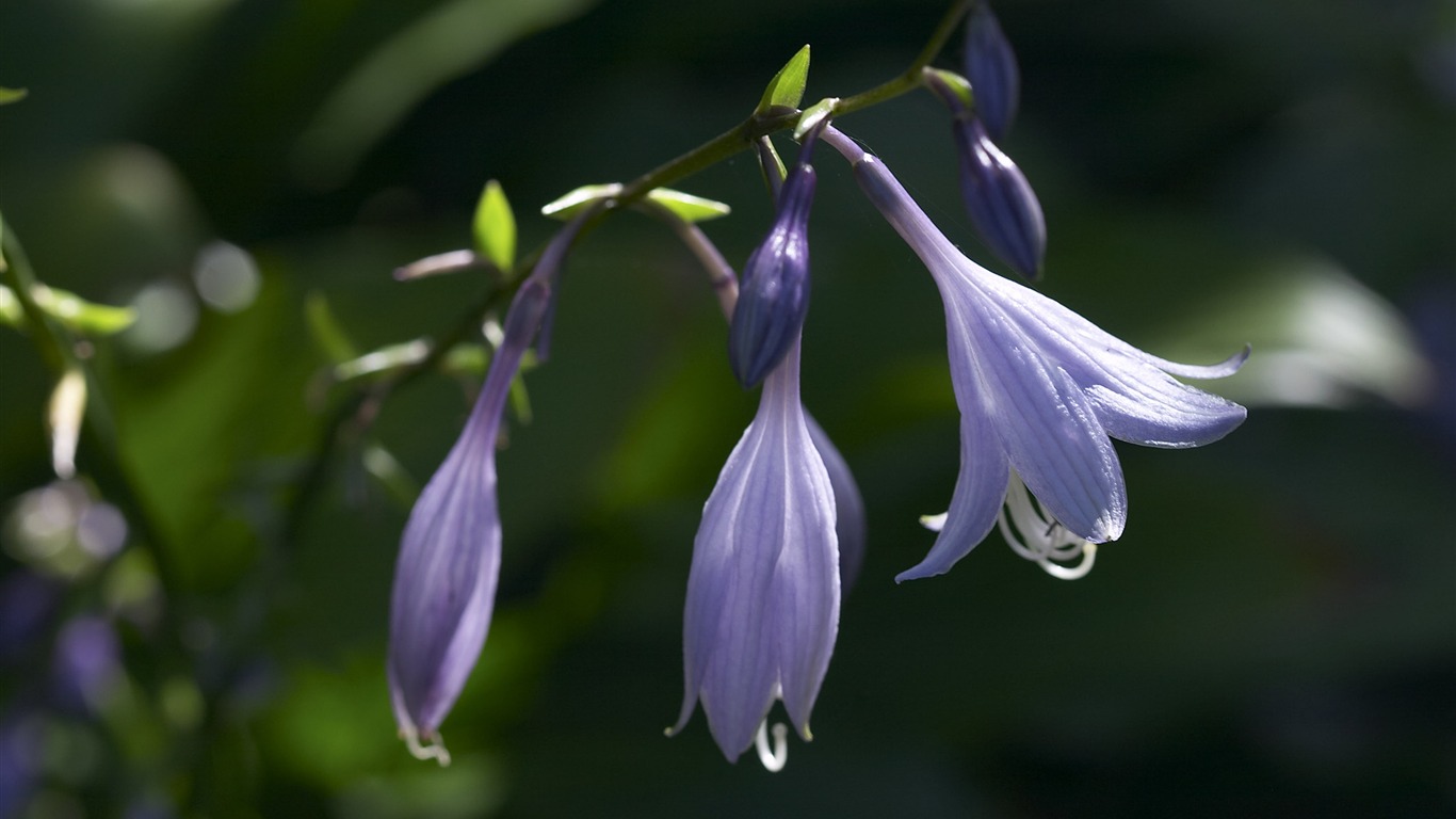 超大鲜花特写 壁纸(三)17 - 1366x768