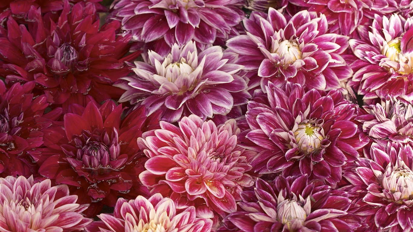 超大鮮花特寫 壁紙(三) #20 - 1366x768