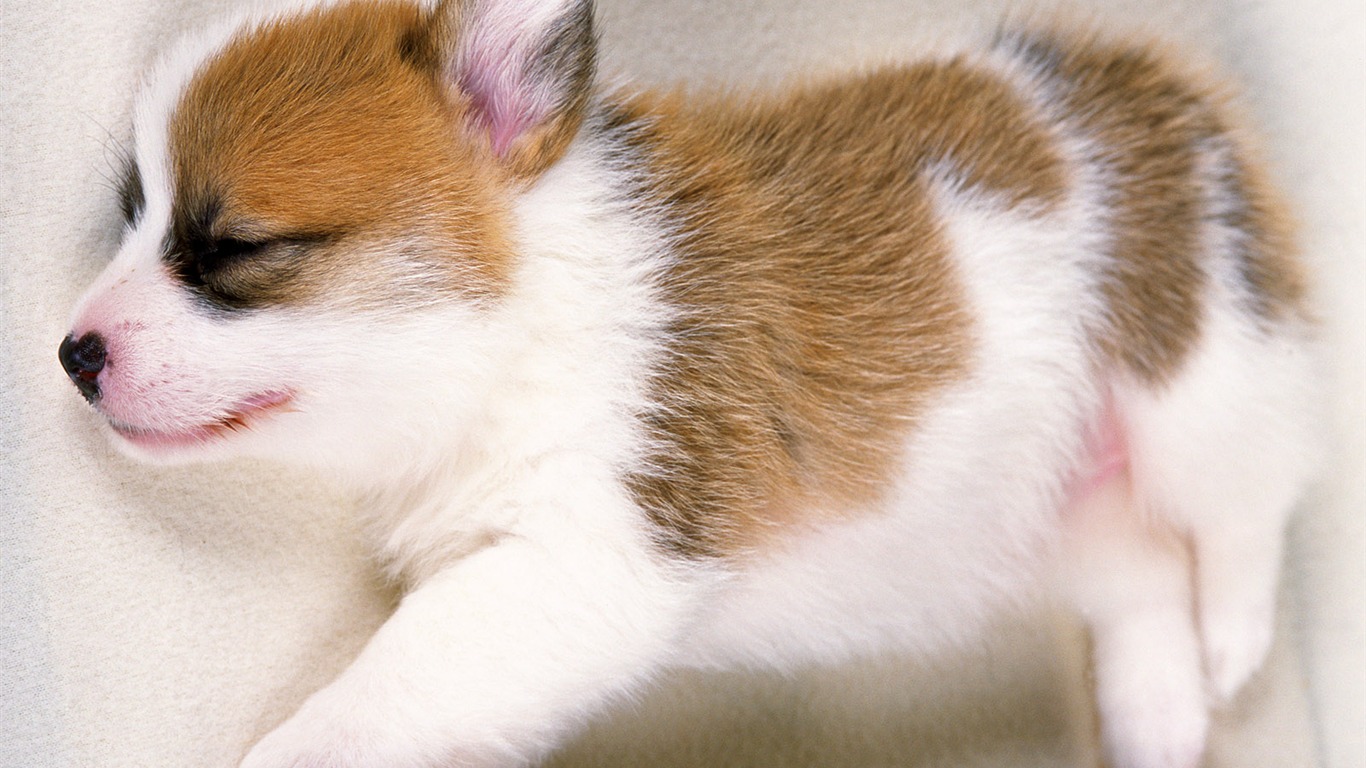 1600 pes foto tapetu (13) #5 - 1366x768