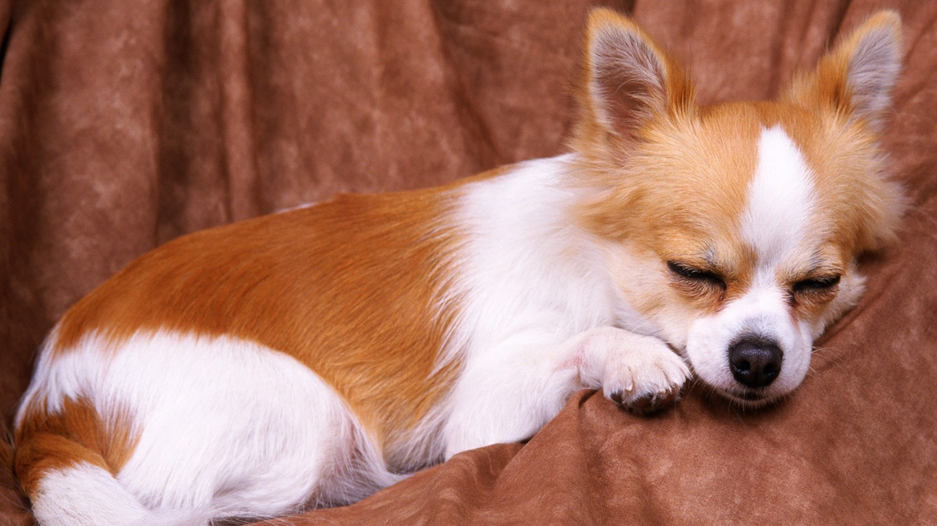 1600 pes foto tapetu (13) #14 - 1366x768