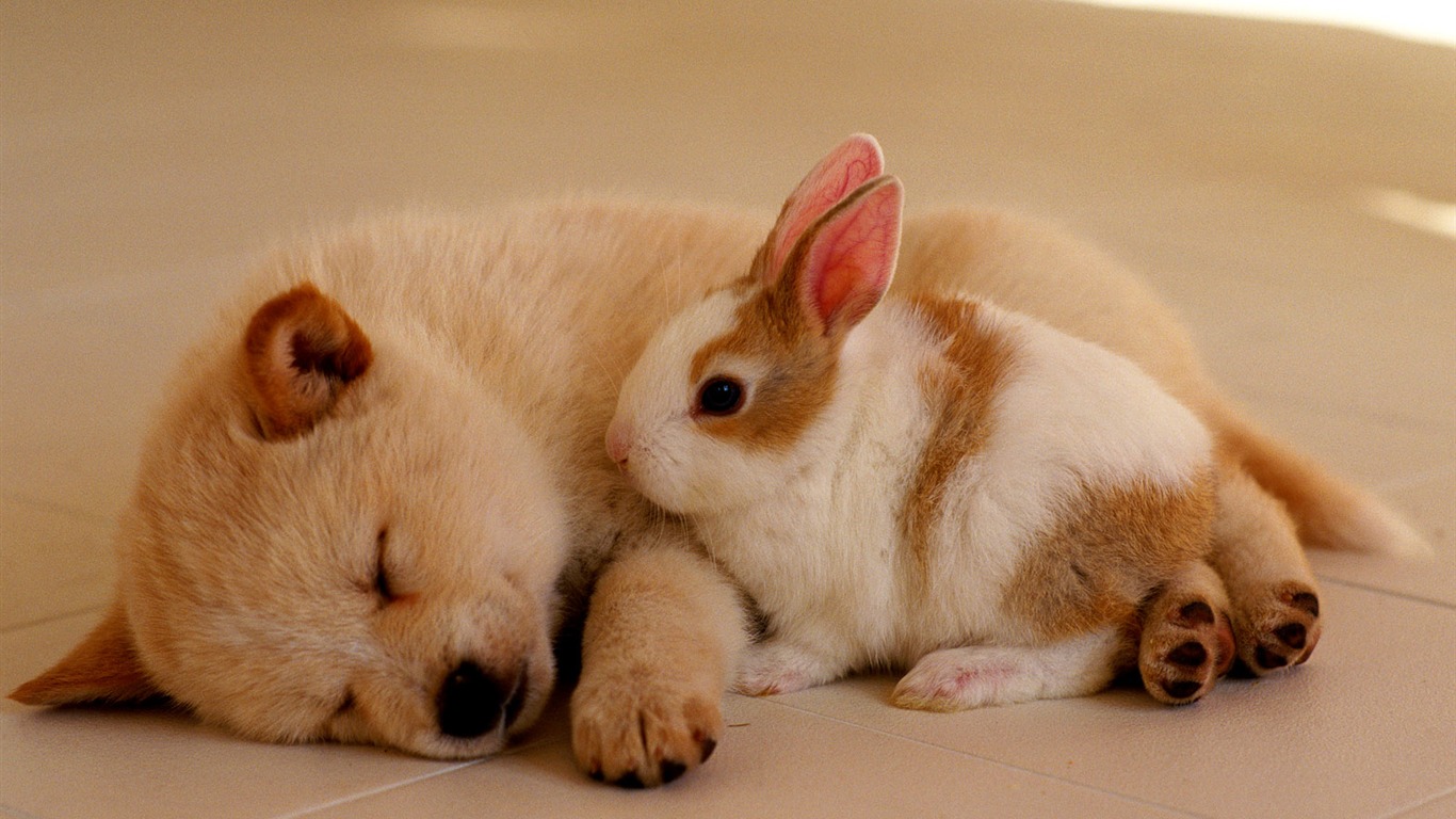 1600 pes foto tapetu (13) #16 - 1366x768