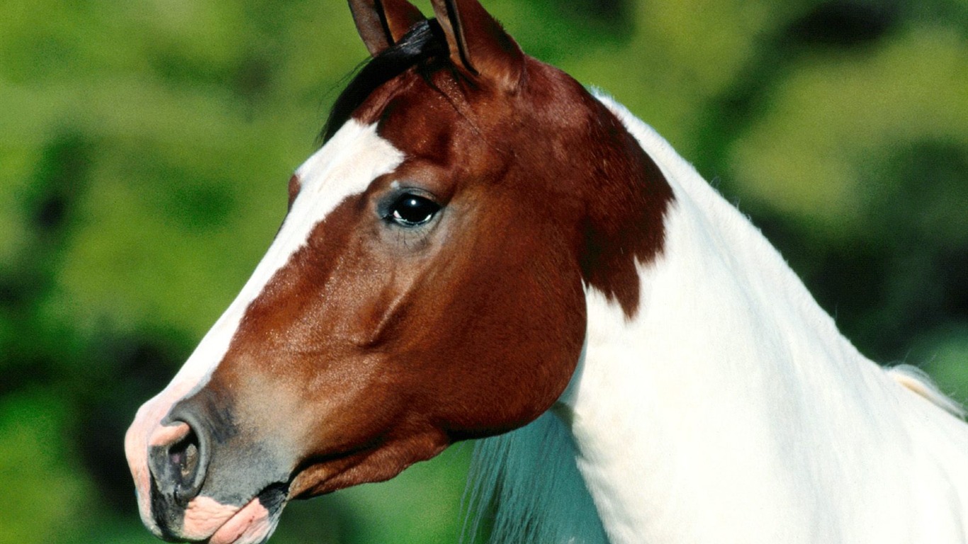 Fond d'écran Photo Cheval (2) #8 - 1366x768