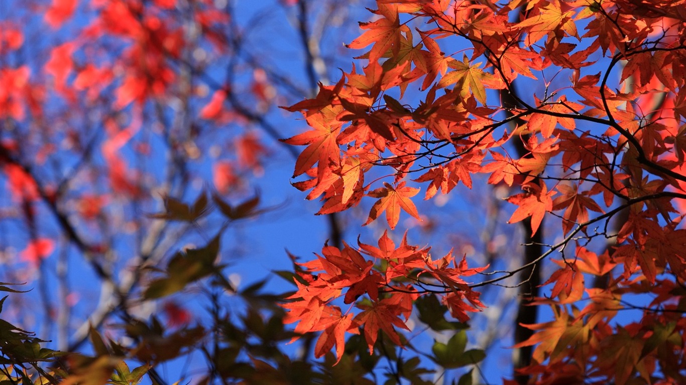 Maple sky wallpaper (1) #1 - 1366x768