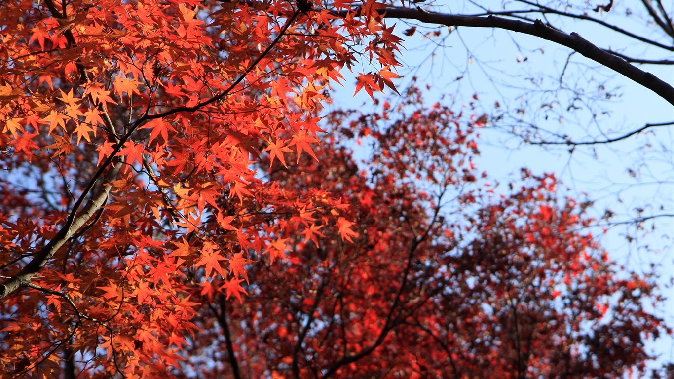 Maple sky wallpaper (1) #2 - 1366x768