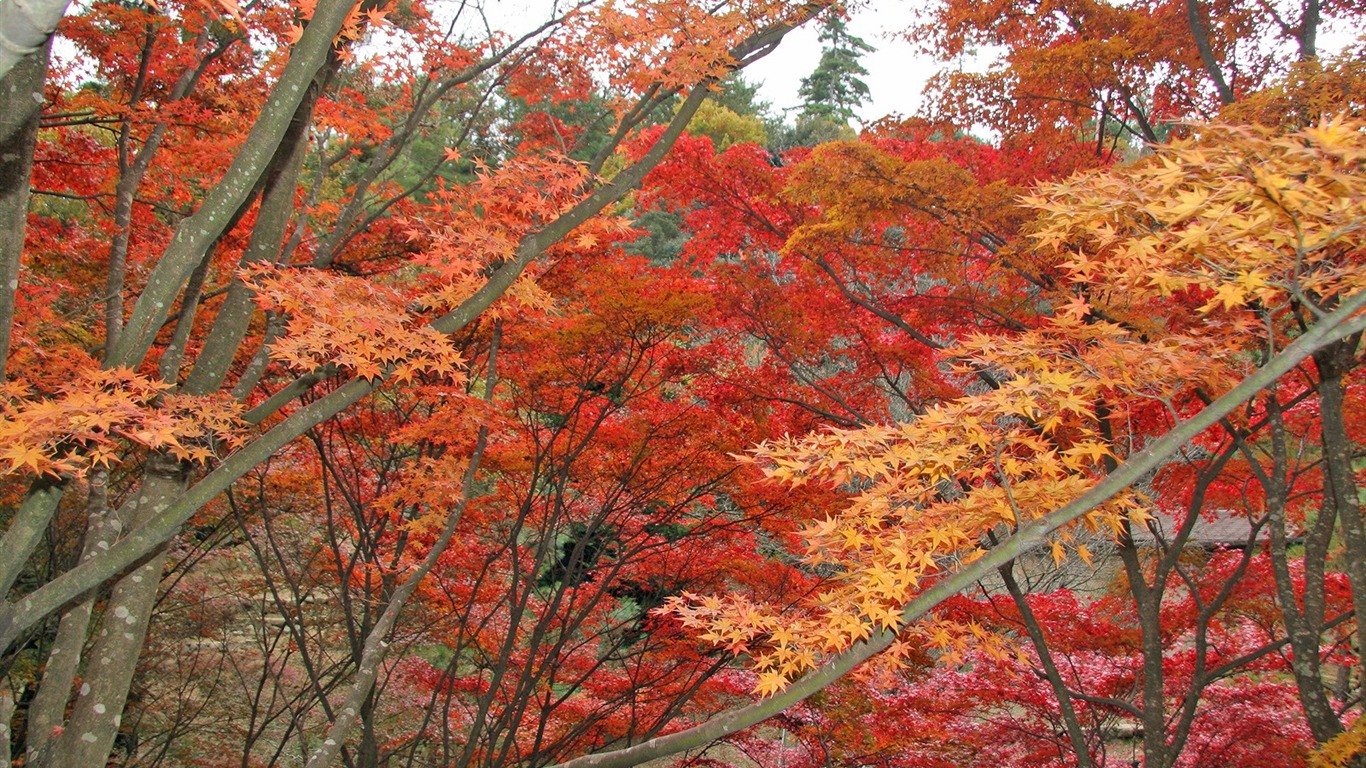 楓葉滿天 壁紙(一) #3 - 1366x768