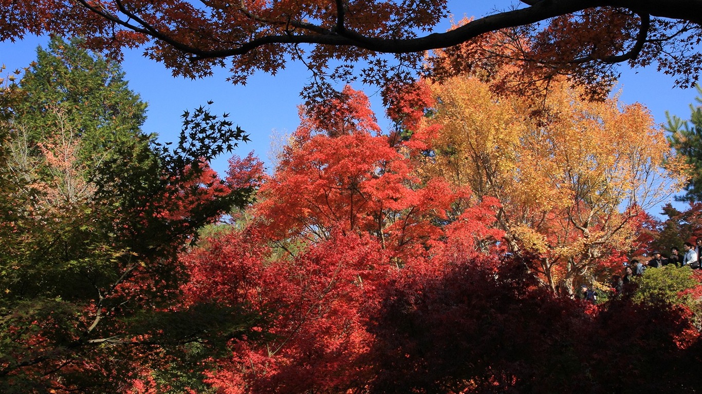 Maple sky wallpaper (1) #4 - 1366x768