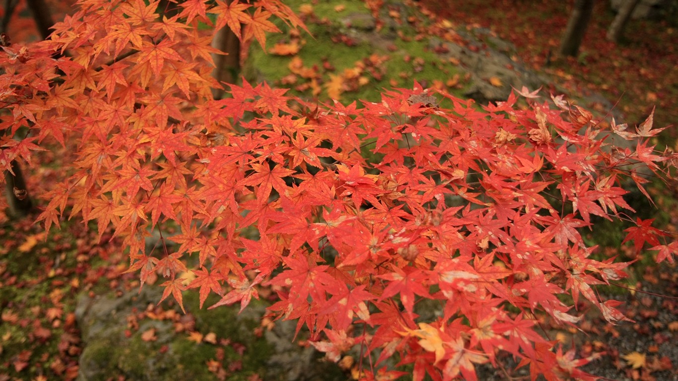 枫叶满天 壁纸(一)6 - 1366x768