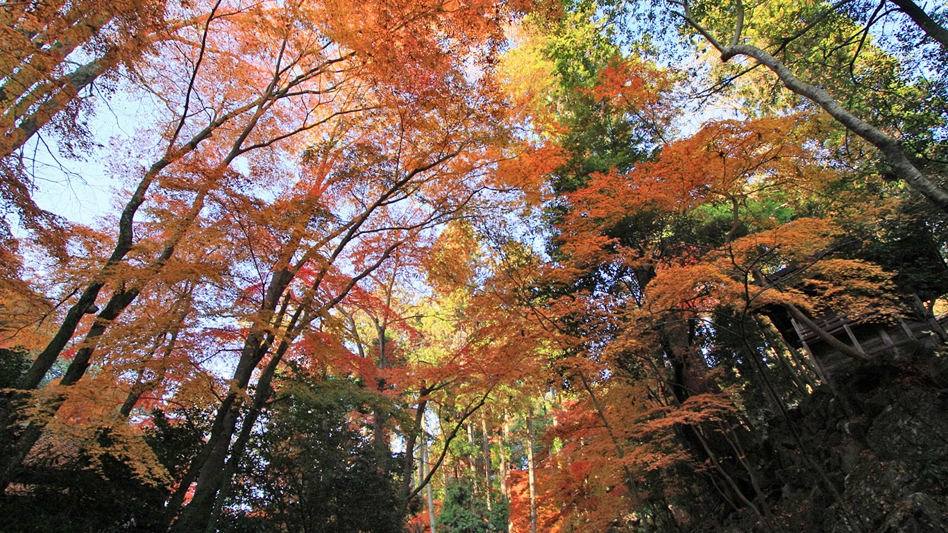 Maple sky wallpaper (1) #7 - 1366x768