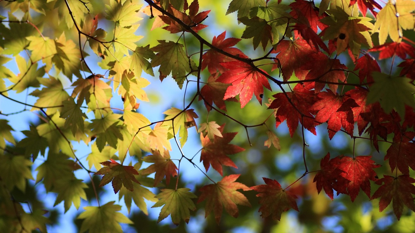 Maple sky wallpaper (1) #8 - 1366x768