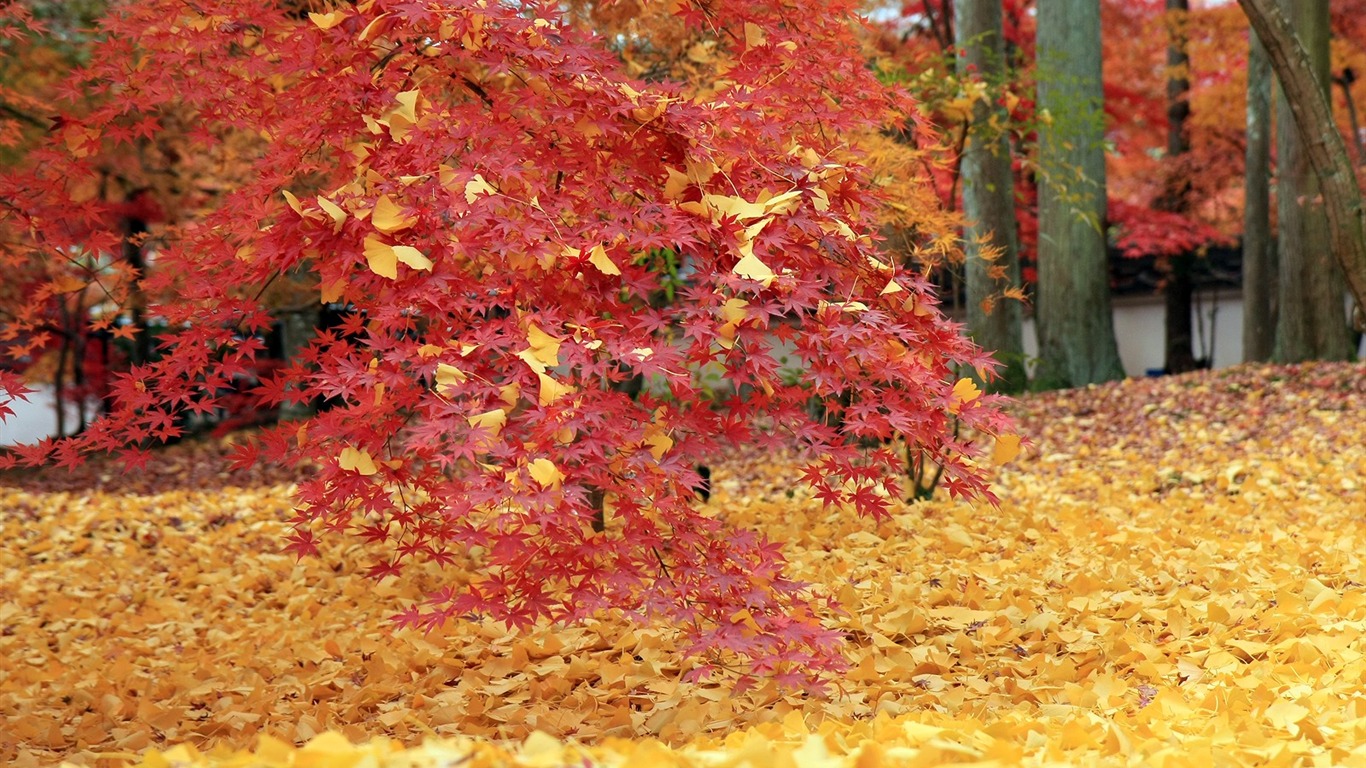 Maple sky wallpaper (1) #9 - 1366x768