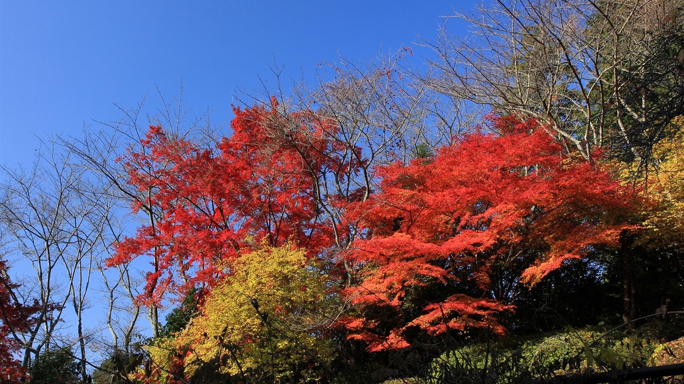 Maple sky wallpaper (1) #10 - 1366x768