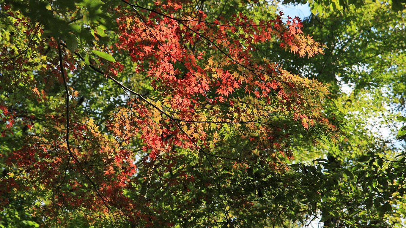 枫叶满天 壁纸(一)11 - 1366x768