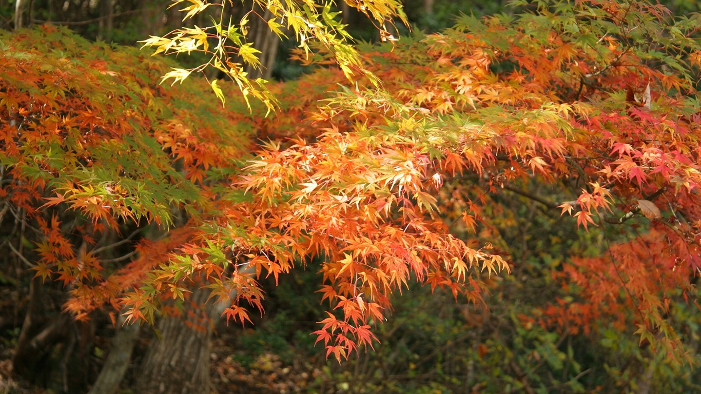 Maple sky wallpaper (1) #12 - 1366x768