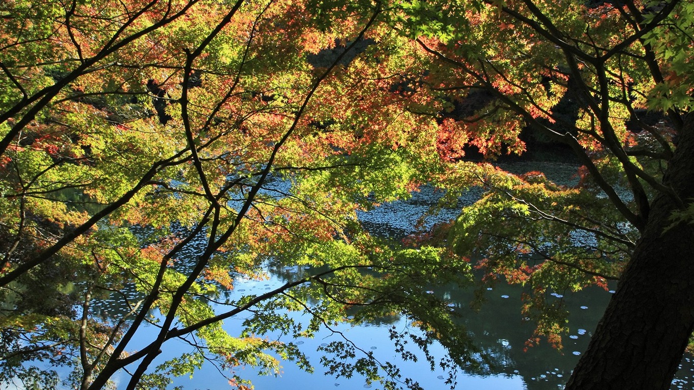 Fond d'écran ciel d'érable (1) #13 - 1366x768