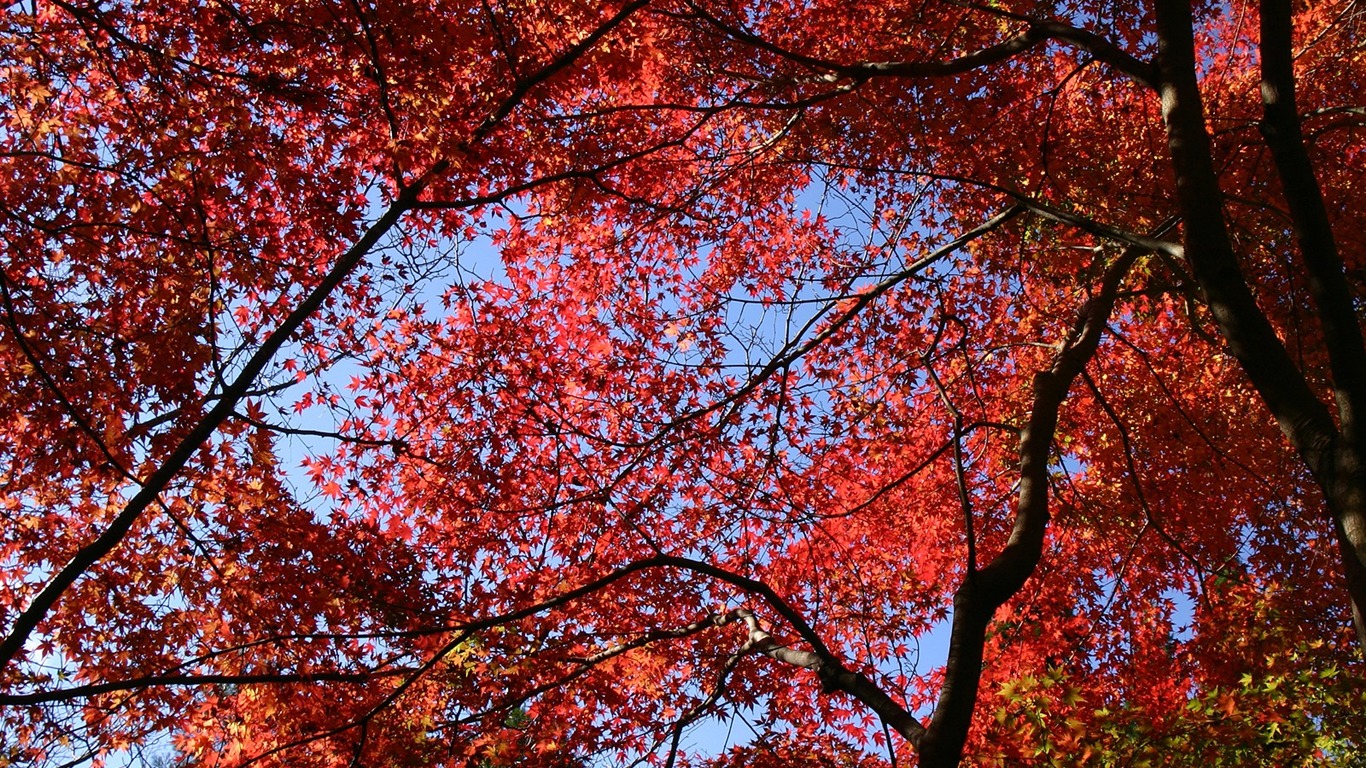 Maple sky wallpaper (1) #14 - 1366x768