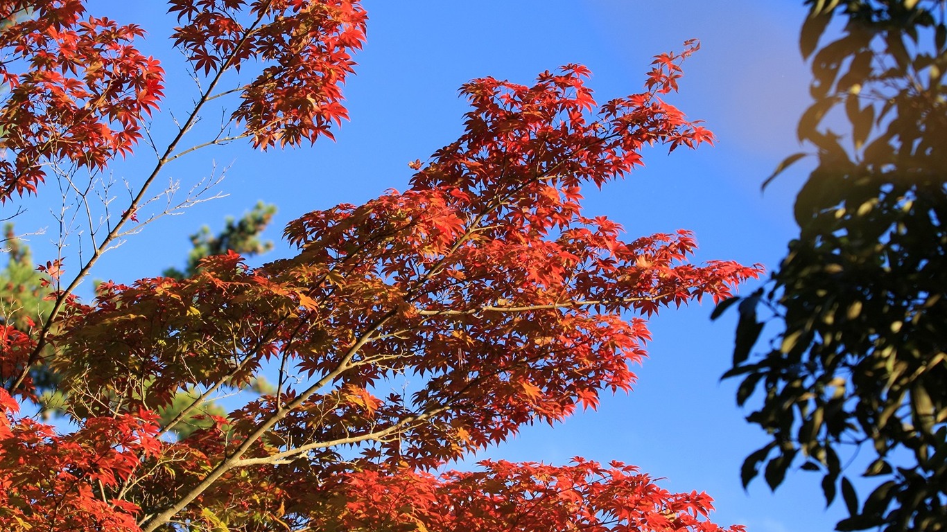 Maple sky wallpaper (1) #15 - 1366x768