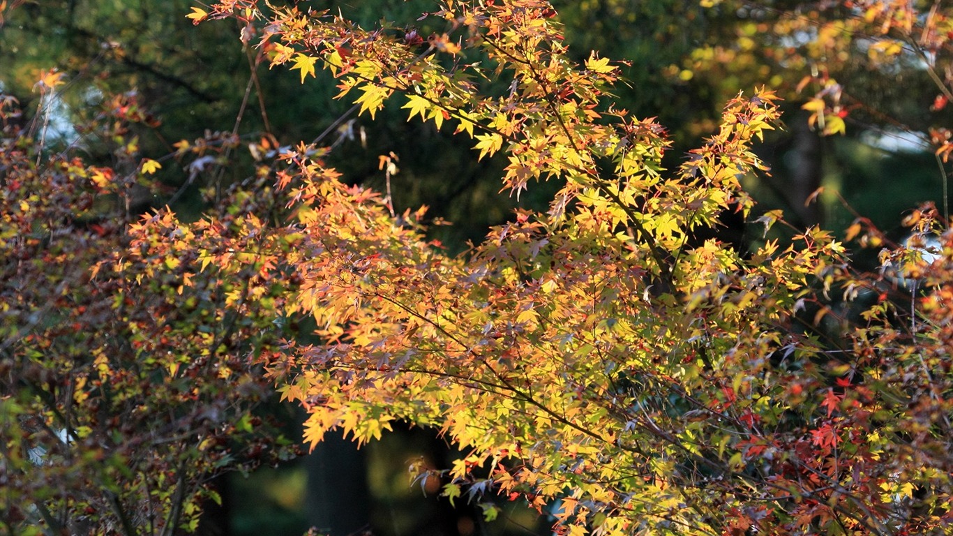 Maple sky wallpaper (1) #16 - 1366x768