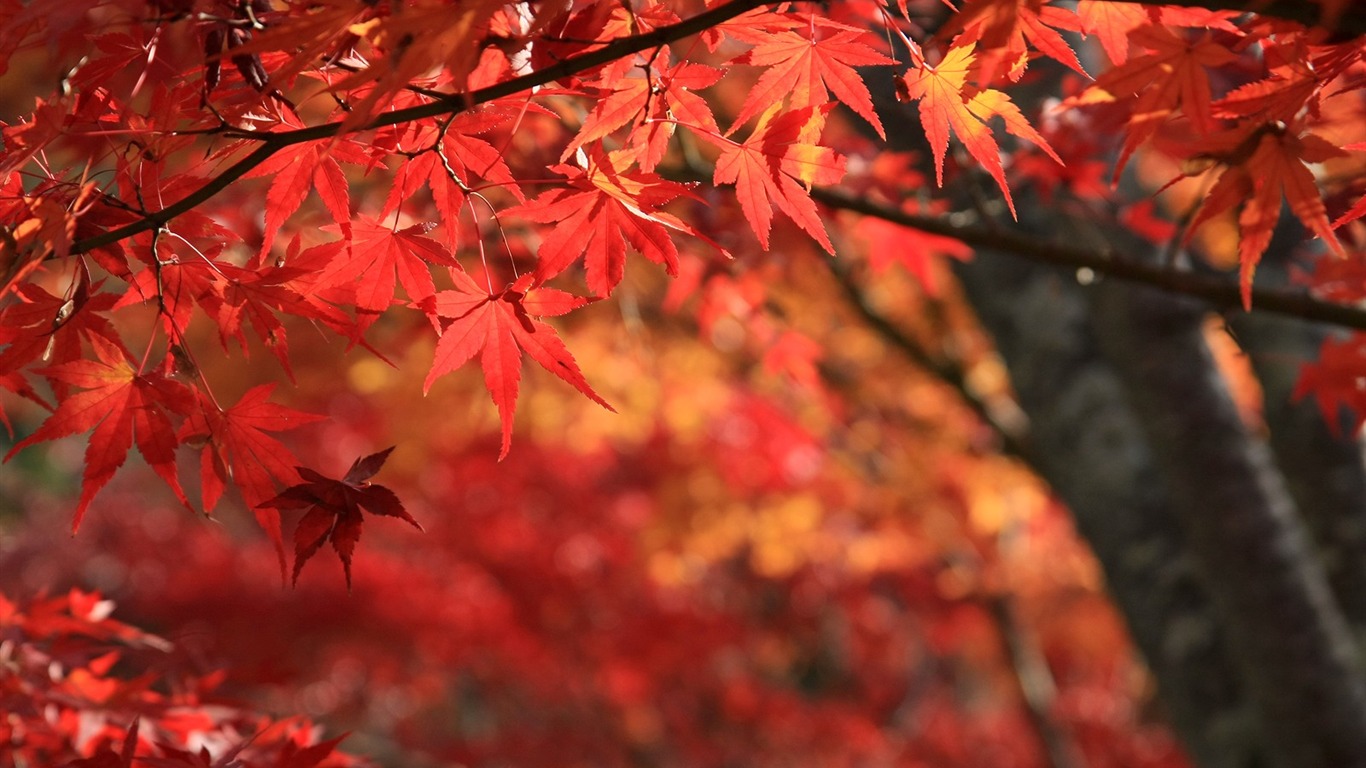 Maple sky wallpaper (1) #17 - 1366x768