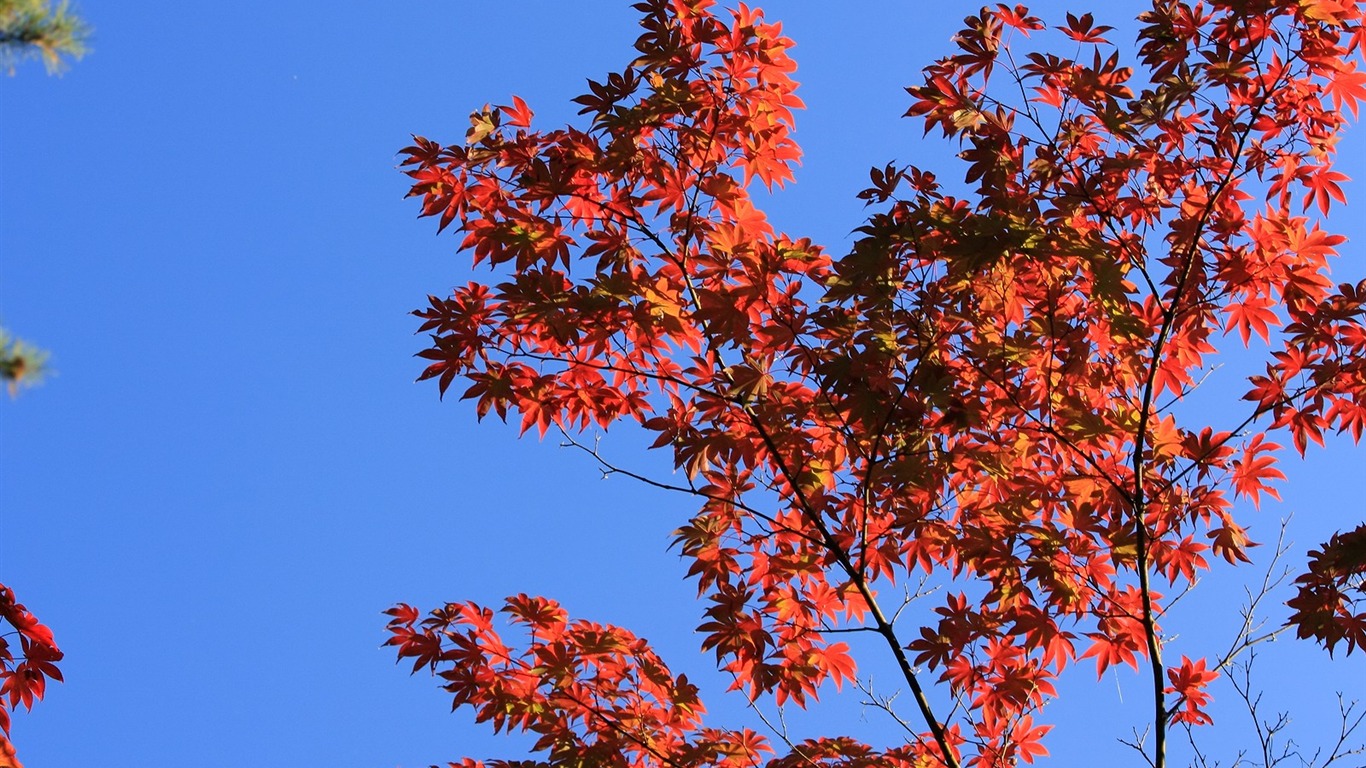 Maple sky wallpaper (1) #18 - 1366x768