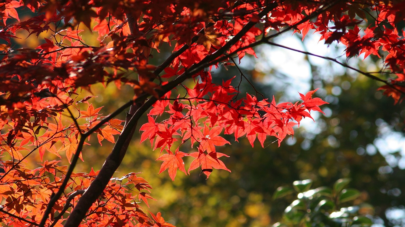 Maple sky wallpaper (1) #19 - 1366x768