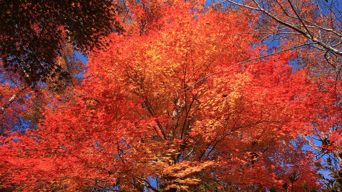 Maple nebe tapety (1) #20 - 1366x768