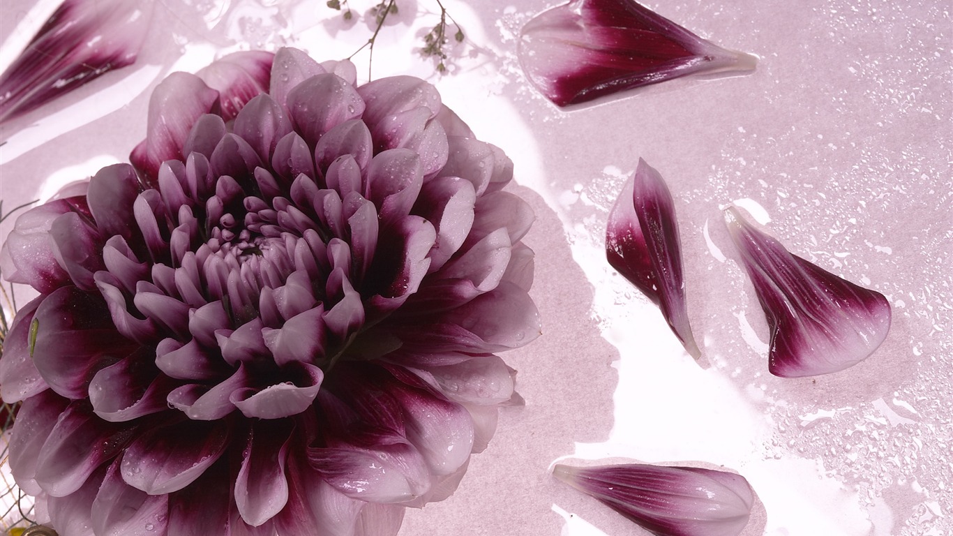 Large Flower Feature Wallpaper (4) #2 - 1366x768