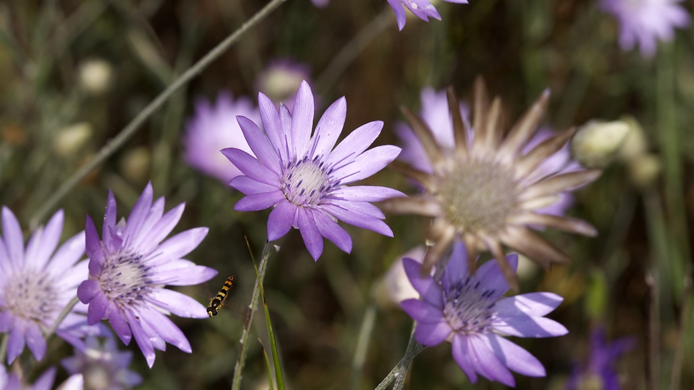 Large Flower Feature Wallpaper (4) #5 - 1366x768