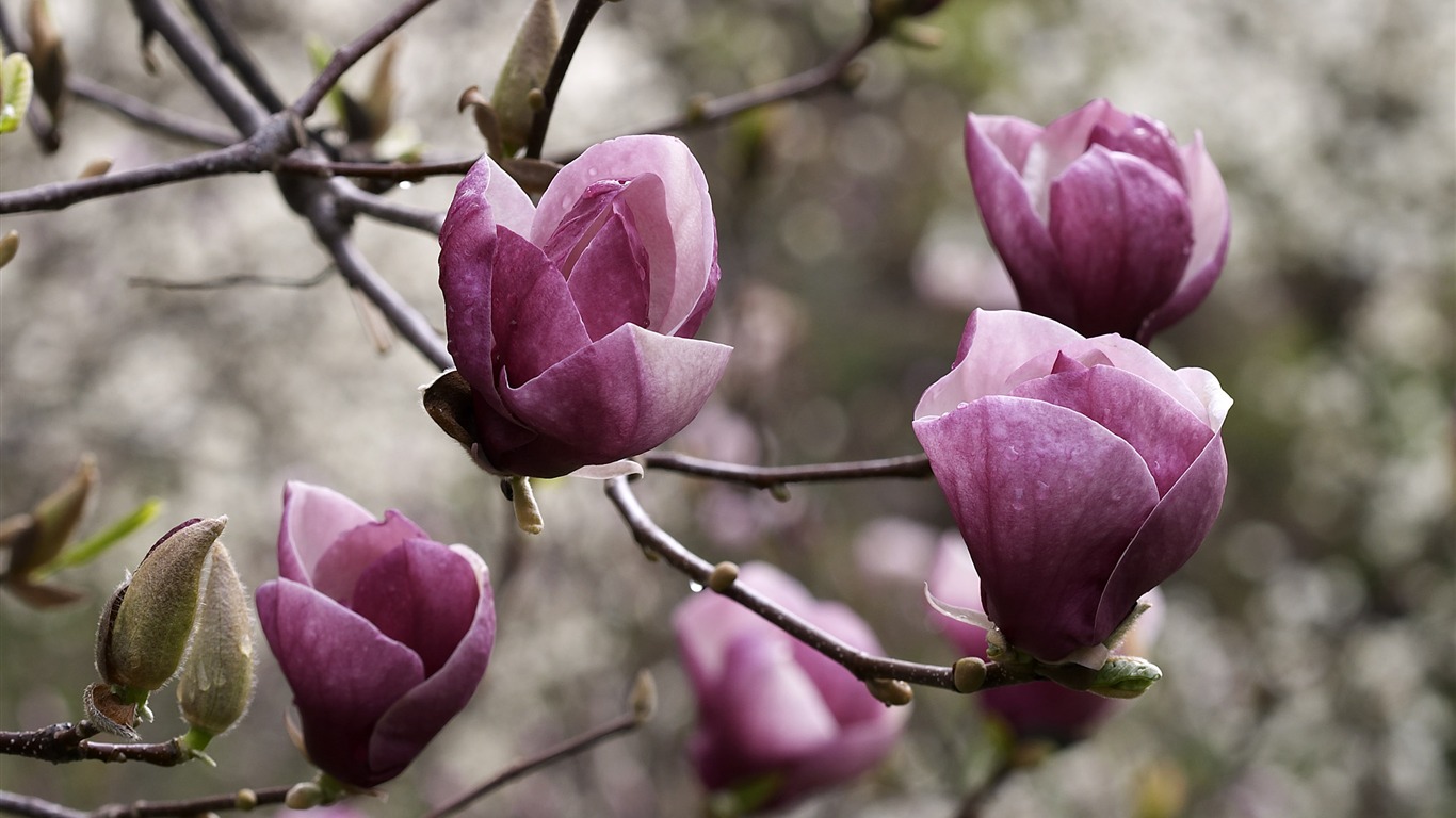 超大鲜花特写 壁纸(四)11 - 1366x768