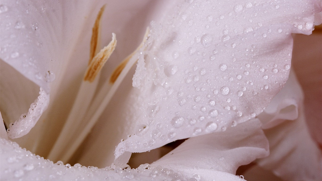 Velký květinový prvek Wallpaper (4) #12 - 1366x768