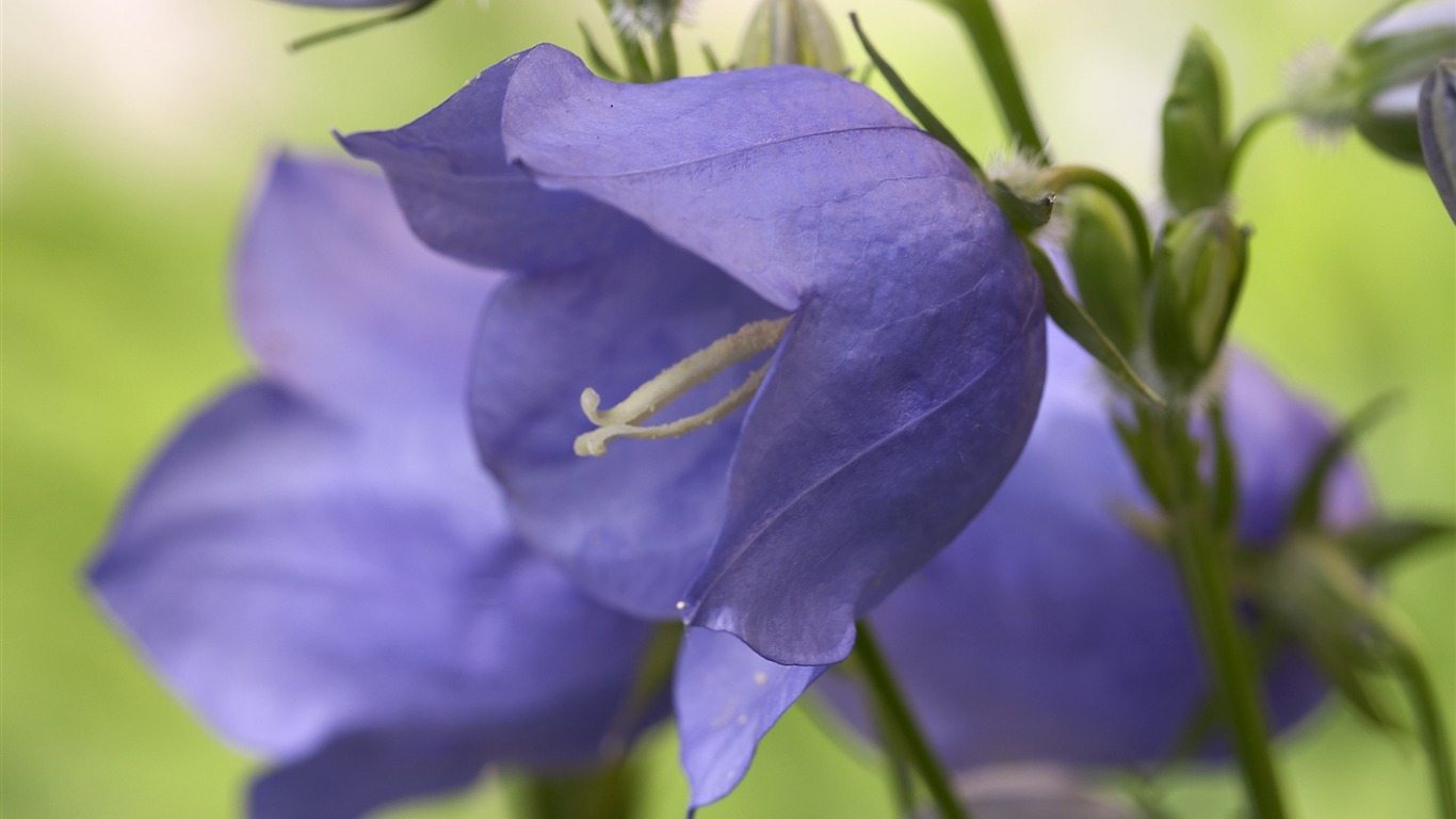 超大鲜花特写 壁纸(四)13 - 1366x768