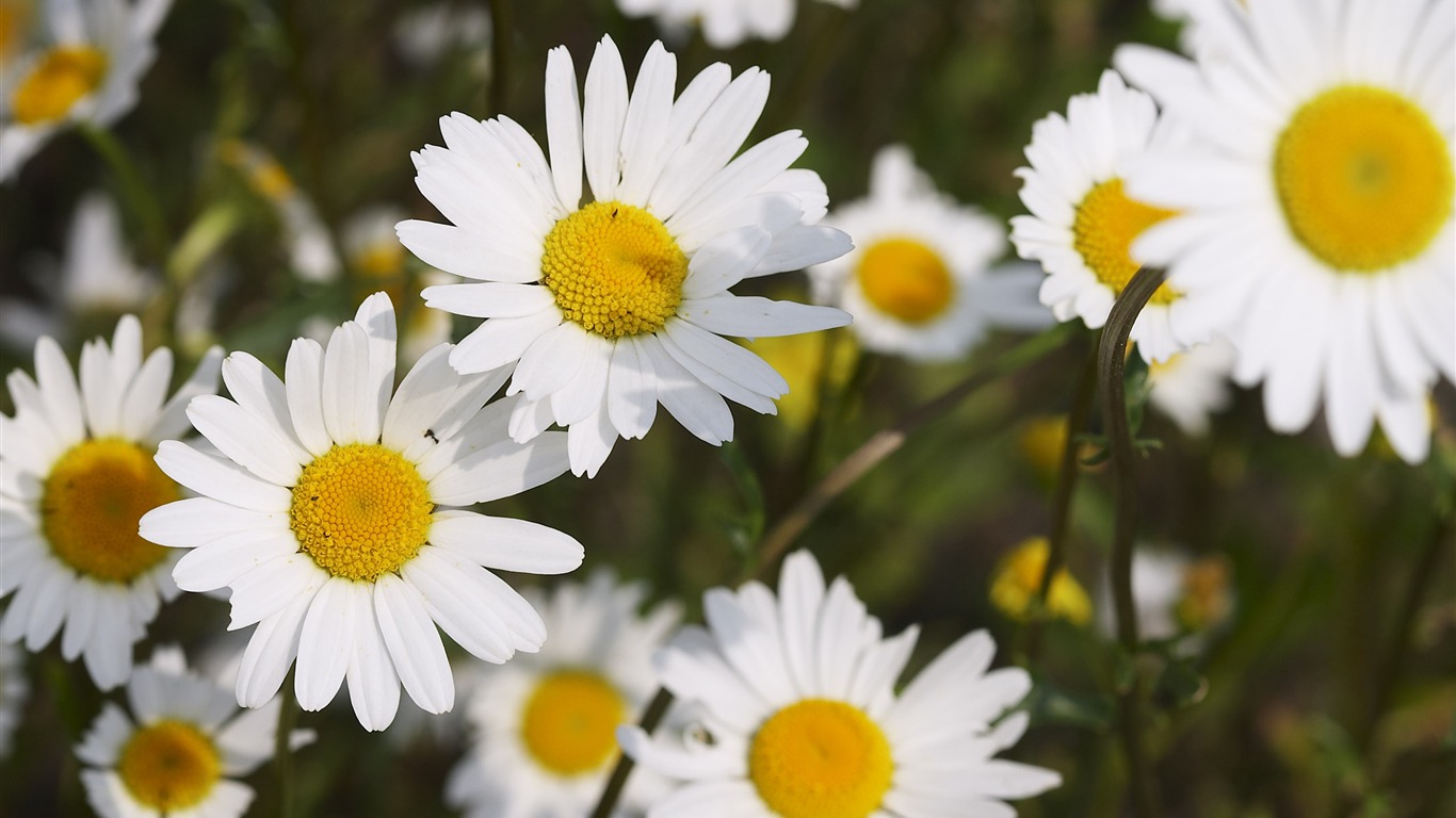 Large Flower Feature Wallpaper (4) #16 - 1366x768