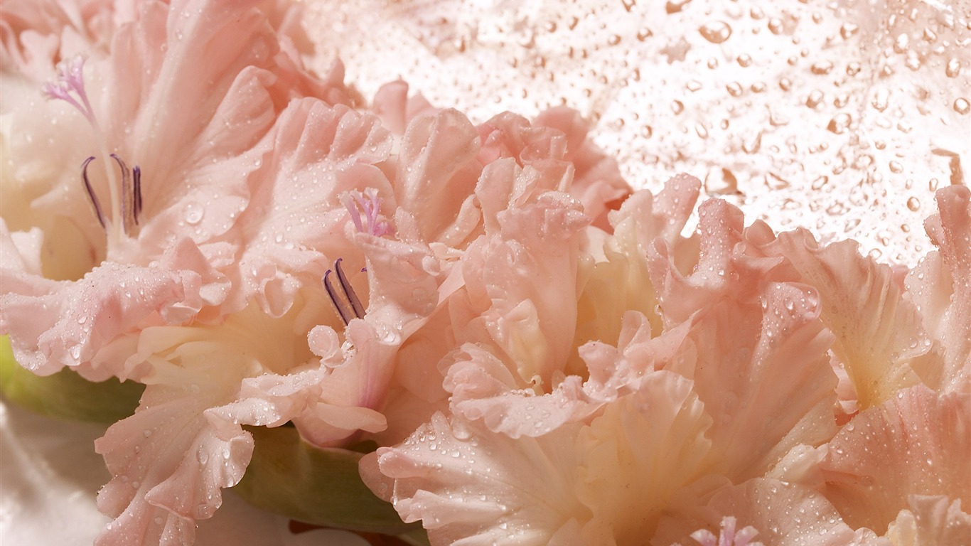 Velký květinový prvek Wallpaper (4) #17 - 1366x768