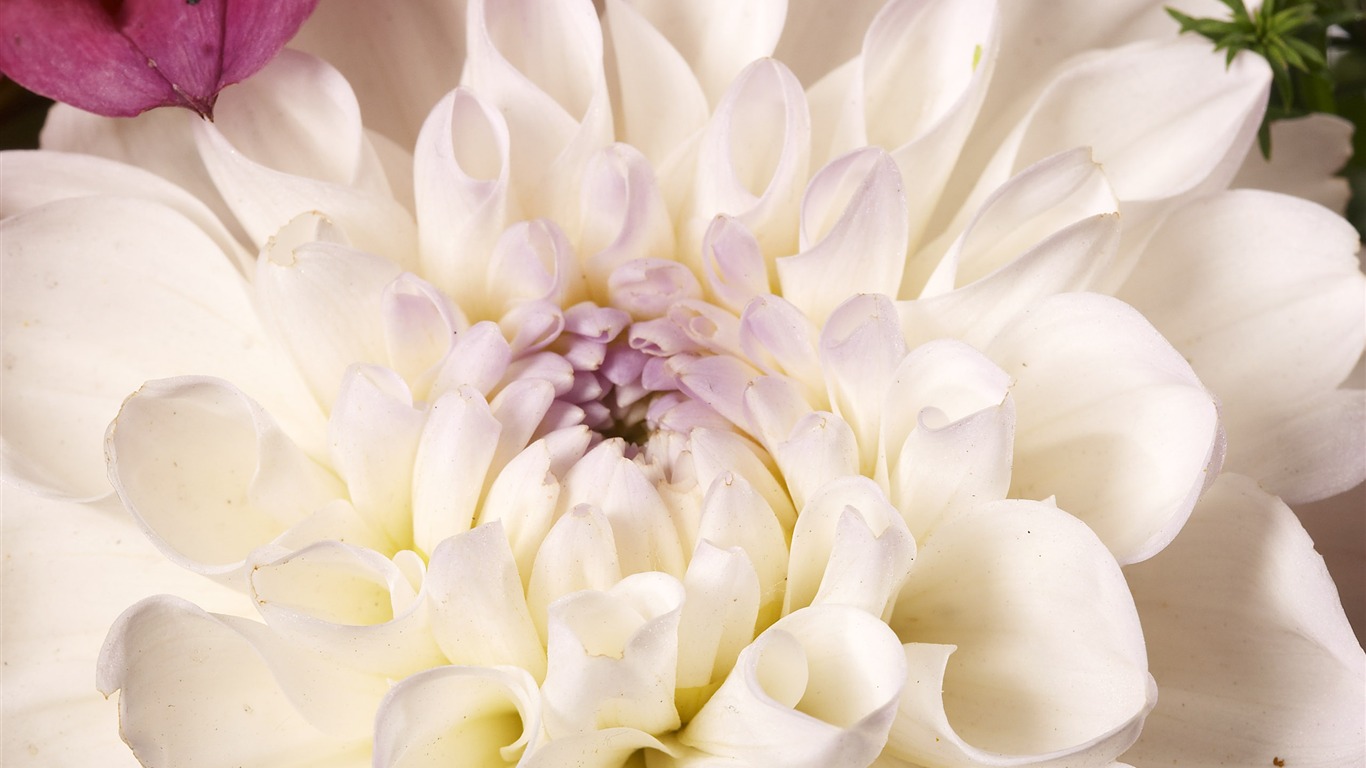 Large Flower Feature Wallpaper (4) #18 - 1366x768