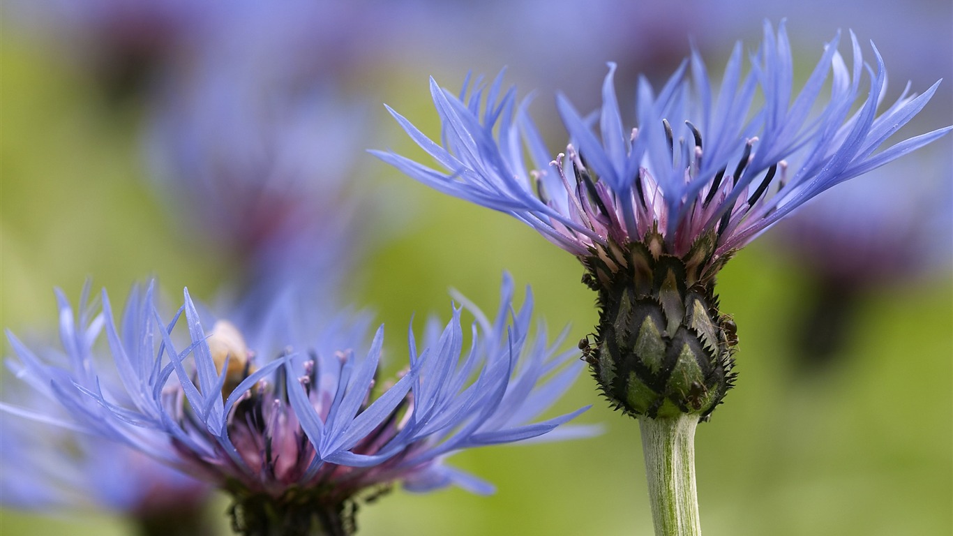 Large Flower Feature Wallpaper (4) #19 - 1366x768