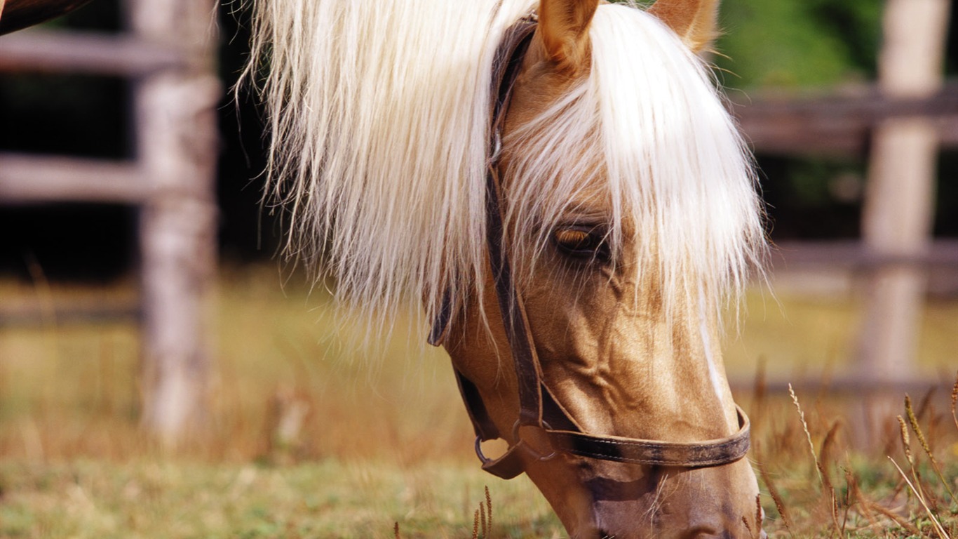 Horse Photo Wallpaper (3) #1 - 1366x768