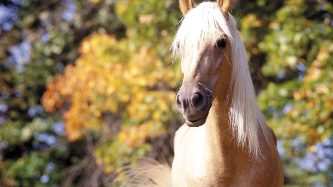 Horse Photo Wallpaper (3) #2 - 1366x768