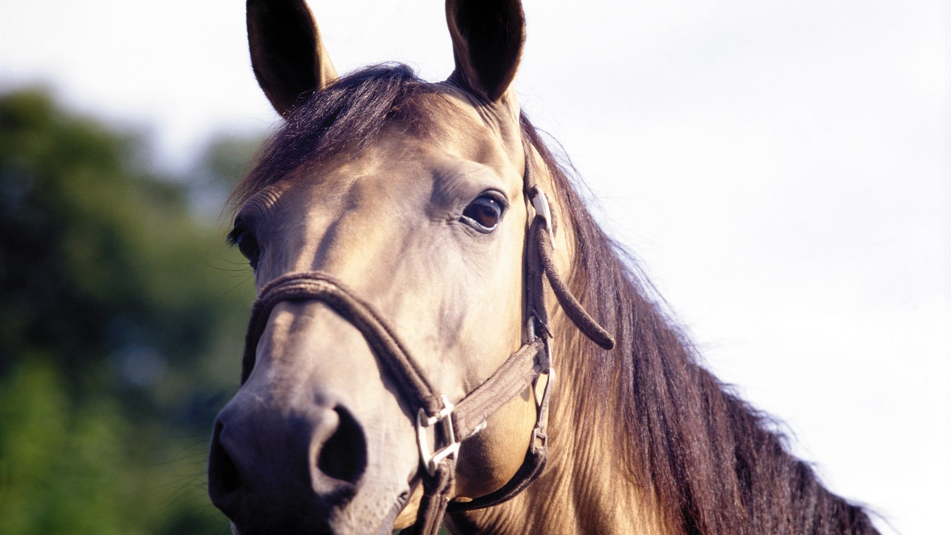 Horse Photo Wallpaper (3) #3 - 1366x768