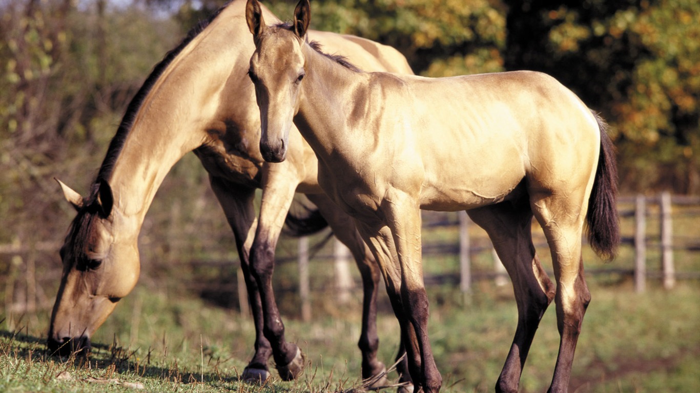 Horse Photo Wallpaper (3) #4 - 1366x768