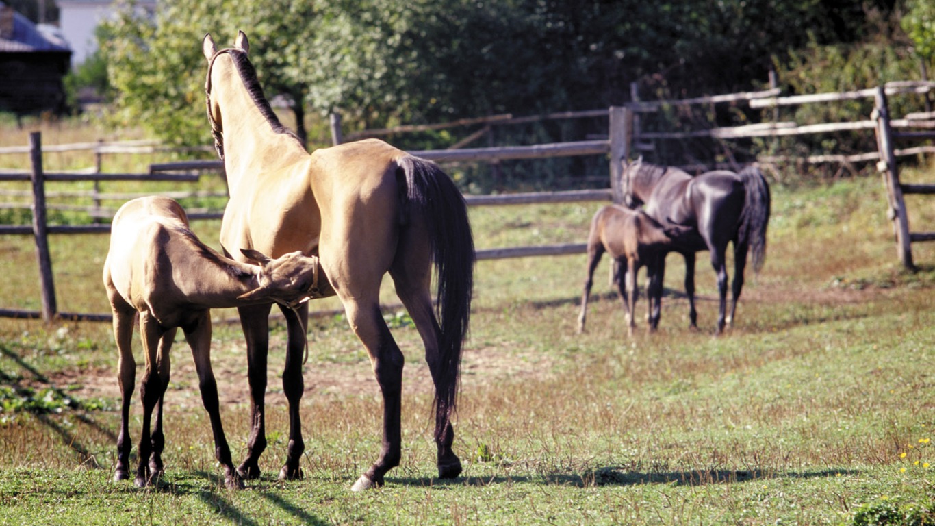 Horse Photo Wallpaper (3) #7 - 1366x768