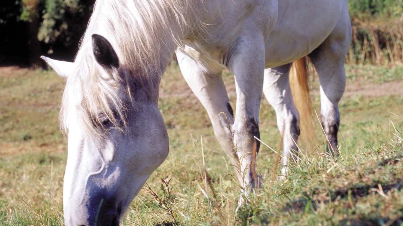 Horse Photo Wallpaper (3) #10 - 1366x768