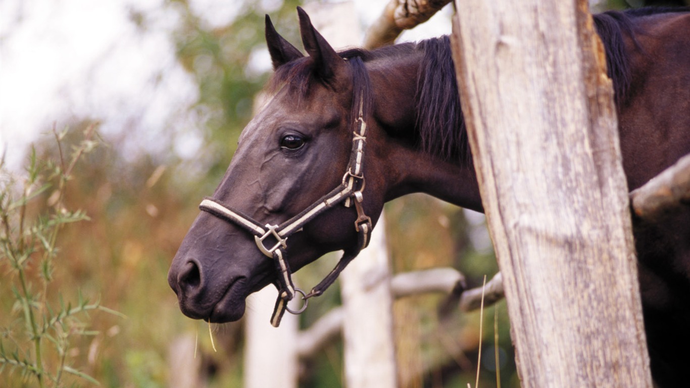 Horse Photo Wallpaper (3) #12 - 1366x768