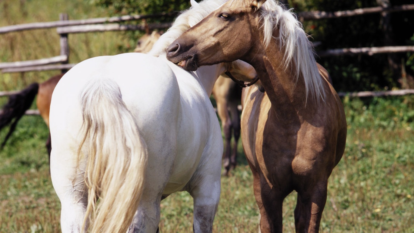 Horse Photo Wallpaper (3) #14 - 1366x768