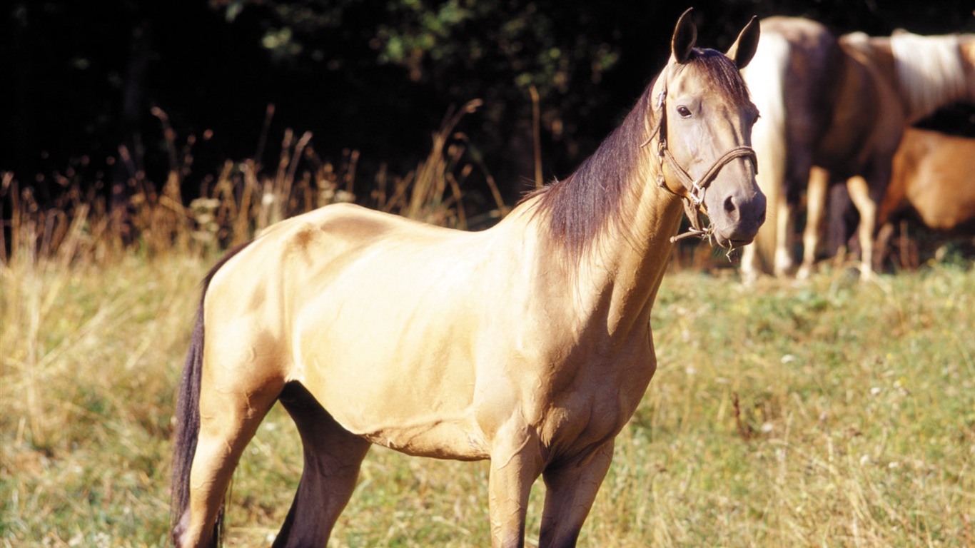 Horse Photo Wallpaper (3) #15 - 1366x768