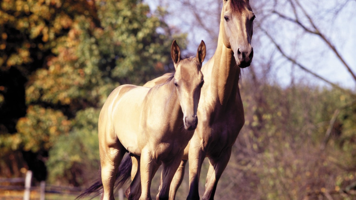 Horse Photo Wallpaper (3) #16 - 1366x768