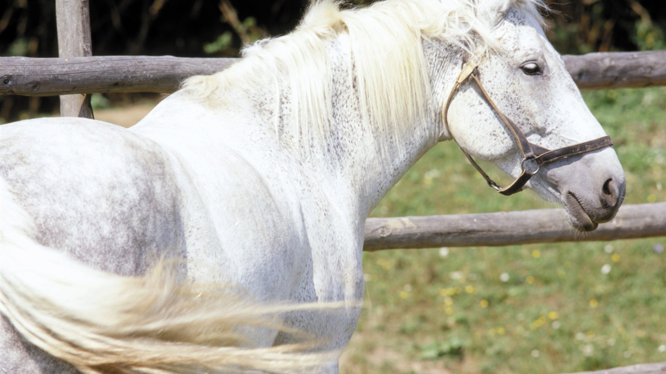 Koně Foto tapety (3) #18 - 1366x768