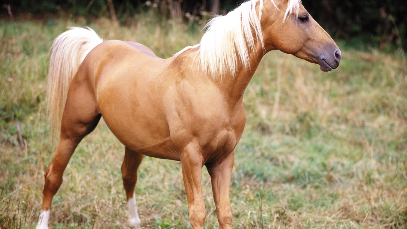 Horse Photo Wallpaper (3) #19 - 1366x768